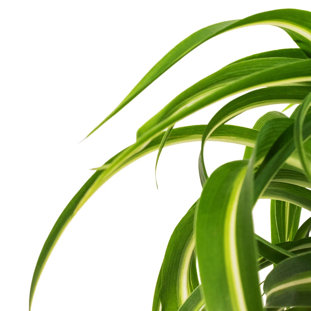 Chlorophytum Bonnie - Curly Spider Plant 8 Chlorophytum Bonnie - Curly Spider Plant - Image 8