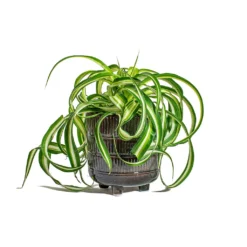 Chlorophytum Bonnie - Curly Spider Plant 28 Chlorophytum Bonnie - Curly Spider Plant -Outlet The Ever Sprout Store Chlorophytum Bonnie Curly Spider Plant Denise Plant Pot Blue Bronze