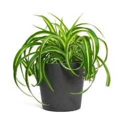 Chlorophytum Bonnie - Curly Spider Plant 30 Chlorophytum Bonnie - Curly Spider Plant -Outlet The Ever Sprout Store Chlorophytum Bonnie Curly Spider Plant Mini Bucket Plant Pot Black Washed 4bdf4c57 74f0 4a66 9819 290598f5937e