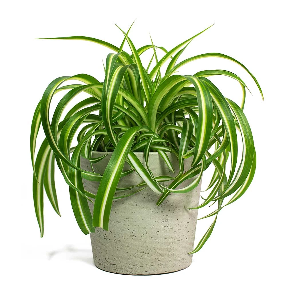 Chlorophytum Bonnie - Curly Spider Plant 17 Chlorophytum Bonnie - Curly Spider Plant - Image 17