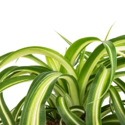 Chlorophytum Bonnie - Curly Spider Plant 27 Chlorophytum Bonnie - Curly Spider Plant -Outlet The Ever Sprout Store Chlorophytum Bonnie Curly Spider Plant SWATCH 330a72e9 cff4 4436 93a2 50f10d1b4e97