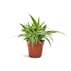 Chlorophytum Ocean - Spider Plant -Outlet The Ever Sprout Store Chlorophytum Ocean Spider Plant 12x20cm
