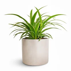 Chlorophytum Ocean - Spider Plant -Outlet The Ever Sprout Store Chlorophytum Ocean Spider Plant 12x20cm Lazzaro Plant Pot Linen Effect 15x13cm