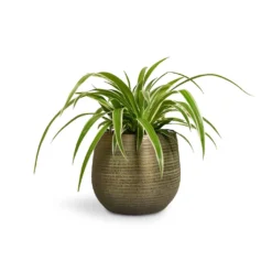 Chlorophytum Ocean - Spider Plant -Outlet The Ever Sprout Store Chlorophytum Ocean Spider Plant 12x20cm Lydia Plant Pot Shiny Green 15x13cm 651bba19 1722 43ed ad58 da97288f0d16