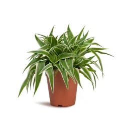 Chlorophytum Ocean - Spider Plant -Outlet The Ever Sprout Store Chlorophytum Ocean Spider Plant 15x25cm