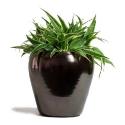 Chlorophytum Ocean - Spider Plant -Outlet The Ever Sprout Store Chlorophytum Ocean Spider Plant 15x25cm Amora Plant Pot Black Gold 21x21cm 6b7bdfc3 1378 4c14 a52c 7fcb751f749b
