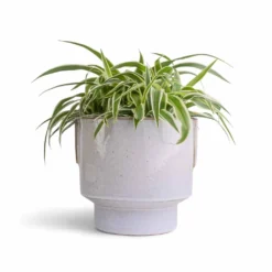 Chlorophytum Ocean - Spider Plant -Outlet The Ever Sprout Store Chlorophytum Ocean Spider Plant 15x25cm Aries Handles Plant Pot White 19x20cm 977a5706 23cd 4461 b501 cf287b3a80da