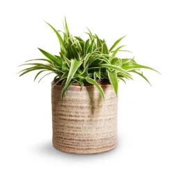 Hera Plant Pot - Ivory -Outlet The Ever Sprout Store Chlorophytum Ocean Spider Plant 15x25cm Hera Plant Pot Ivory 17x16cm