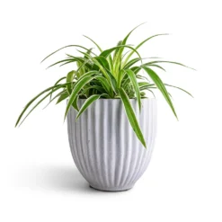 Lagos Plant Pot - Cement 16 Lagos Plant Pot - Cement -Outlet The Ever Sprout Store Chlorophytum Ocean Spider Plant 15x25cm Lagos Plant Pot Cement 20x20cm b2ab8656 f46f 42a0 8d23 d5b8fcec2c4c