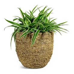 Chlorophytum Ocean - Spider Plant -Outlet The Ever Sprout Store Chlorophytum Ocean Spider Plant Cody Plant Pot Straw Grass
