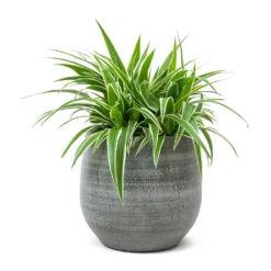 Chlorophytum Ocean - Spider Plant -Outlet The Ever Sprout Store Chlorophytum Ocean Spider Plant Esra Plant Pot Mystic Grey