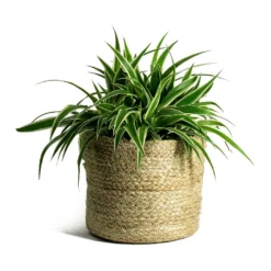 Chlorophytum Ocean - Spider Plant -Outlet The Ever Sprout Store Chlorophytum Ocean Spider Plant Maartje Plant Baskets Set of 5 Jute