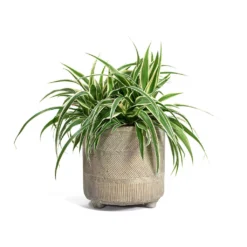 Chlorophytum Ocean - Spider Plant -Outlet The Ever Sprout Store Chlorophytum Ocean Spider Plant Nola Plant Pot Shiny Earth e64beb8b 54a0 4763 8e2c 8ff9a05ff0fa