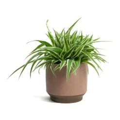 Chlorophytum Ocean - Spider Plant -Outlet The Ever Sprout Store Chlorophytum Ocean Spider Plant Suze Plant Pot Pink 0dfe8f94 3f4e 414c abe0 757ae1a43331