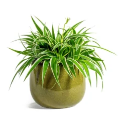 Chlorophytum Ocean - Spider Plant -Outlet The Ever Sprout Store Chlorophytum Ocean Spider Plant odile moss plant pot 19cm