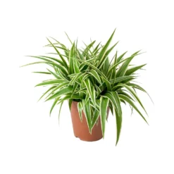 Chlorophytum Ocean - Spider Plant -Outlet The Ever Sprout Store Chlorophytum Ocean Spider Plant ad5b87b5 b3ad 4a3d 8d8b 6991cea73bff