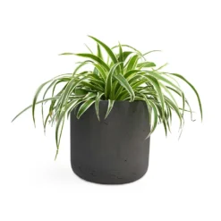 Chlorophytum Variegatum - Spider Plant -Outlet The Ever Sprout Store Chlorophytum Variegatum Spider Plant 19x60cm Charlie Plant Pot Black Washed 25x24cm 2