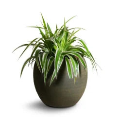 Dex Plant Pot - Forrest -Outlet The Ever Sprout Store Chlorophytum Variegatum Spider Plant 19x60cm Dex Plant Pot Forrest 28x25cm f83eabc8 5c1e 4051 bd85 a0b8f8b7f8df
