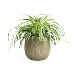 Chlorophytum Variegatum - Spider Plant -Outlet The Ever Sprout Store Chlorophytum Variegatum Spider Plant 19x60cm Feico Plant Pot Mint Grey 25x21cm