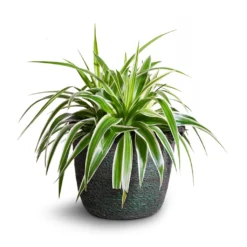 Chlorophytum Variegatum - Spider Plant -Outlet The Ever Sprout Store Chlorophytum Variegatum Spider Plant 19x60cm Nelis Plant Basket Green 23x20cm