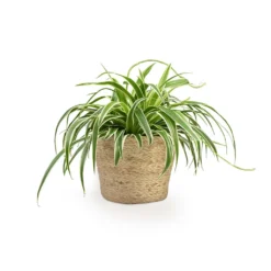 Chlorophytum Variegatum - Spider Plant -Outlet The Ever Sprout Store Chlorophytum Variegatum Spider Plant 19x60cm Selin Plant Basket Jute 22x19cm