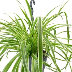 Chlorophytum Variegatum - Spider Plant -Outlet The Ever Sprout Store Chlorophytum Variegatum Spider Plant Leaves