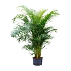 Chrysalidocarpus - Areca Palm - HydroCare -Outlet The Ever Sprout Store Chrysalidocarpus Areca Palm Hydroculture 28 19x160cm
