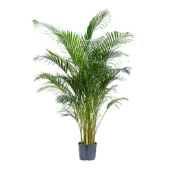 Chrysalidocarpus - Areca Palm - HydroCare -Outlet The Ever Sprout Store Chrysalidocarpus Areca Palm Hydroculture Indoor Plant Large