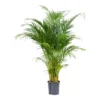 Chrysalidocarpus - Areca Palm - HydroCare