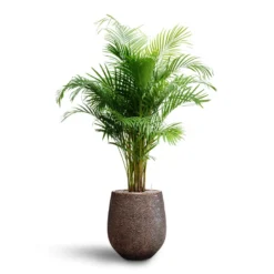 Chrysalidocarpus - Areca Palm - HydroCare -Outlet The Ever Sprout Store Chrysalidocarpus Areca Palm Hydroculture Opus Hit Darcy Planter Gold