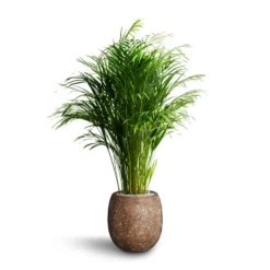 Chrysalidocarpus - Areca Palm - HydroCare -Outlet The Ever Sprout Store Chrysalidocarpus Areca Palm Hydroculture Polystone Coated Plain Balloon Planter Rock