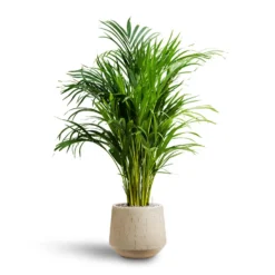 Chrysalidocarpus - Areca Palm - HydroCare -Outlet The Ever Sprout Store Chrysalidocarpus Areca Palm Hydroculture Raindrop Egg Planter Stone