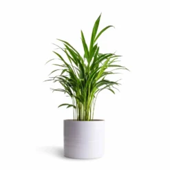 Hadleigh Plant Pot - White -Outlet The Ever Sprout Store Chrysalidocarpus lutescens Areca Palm 14x50cmHadleigh Plant Pot White 20x17.5cm