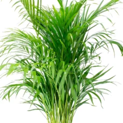 Chrysalidocarpus - Areca Palm - HydroCare -Outlet The Ever Sprout Store Chrysalidocarpus lutescens Areca Palm Leaves e8fcecef 1c2a 4d92 962c c93ae4f90fa8