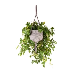 Cissus Rhombifolia Ellen Dancia - Grape Ivy 13 Cissus Rhombifolia Ellen Dancia - Grape Ivy -Outlet The Ever Sprout Store Cissus rhombifolia Ellen Dancia Grape Ivy 17x40cm Hans Hanging Plant Pot Laterite Grey 22x19cm