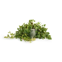 Cissus Rhombifolia Ellen Dancia - Grape Ivy 14 Cissus Rhombifolia Ellen Dancia - Grape Ivy -Outlet The Ever Sprout Store Cissus rhombifolia Ellen Dancia Grape Ivy 17x40cm Kaat Plant Pot Green 20x20cm
