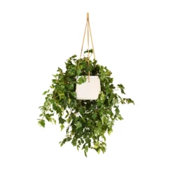 Cissus Rhombifolia Ellen Dancia - Grape Ivy 11 Cissus Rhombifolia Ellen Dancia - Grape Ivy -Outlet The Ever Sprout Store Cissus rhombifolia Ellen Dancia Grape Ivy 17x40cm Patt Hanging Plant Pot Grey Washed 20x17cm