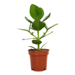 Clusia Rosea Princess - Autograph Tree -Outlet The Ever Sprout Store Clusia rosea Princess Autograph Tree 12x30cm