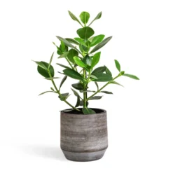 Clusia Rosea Princess - Autograph Tree -Outlet The Ever Sprout Store Clusia rosea Princess Autograph Tree 17x55cm Norell Plant Pot Latte Brown 21x20cm d8aebd92 aaa3 4d11 97fd b5648ef2bd4a