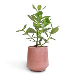 Clusia Rosea Princess - Autograph Tree -Outlet The Ever Sprout Store Clusia rosea Princess Autograph Tree 17x55cm Remi Plant Pot Pink 23x25cm bbc68aa9 563c 4499 a2a1 566236efae2c