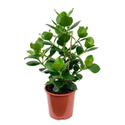 Clusia Rosea Princess - Autograph Tree -Outlet The Ever Sprout Store Clusia rosea Princess Autograph Tree