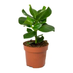 Clusia Rosea Princess - Autograph Tree -Outlet The Ever Sprout Store Clusia rosea Princess Autograph Tree 30cm