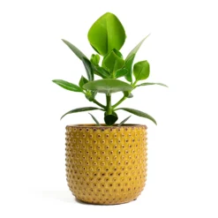 Clusia Rosea Princess - Autograph Tree -Outlet The Ever Sprout Store Clusia rosea Princess Autograph Tree Bolino Plant Pot Yellow eff7f417 4506 4b31 8b04 ff487146aac9