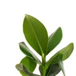 Clusia Rosea Princess - Autograph Tree -Outlet The Ever Sprout Store Clusia rosea Princess Autograph Tree DETAIL