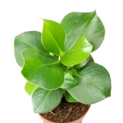 Clusia Rosea Princess - Autograph Tree -Outlet The Ever Sprout Store Clusia rosea Princess Autograph Tree Leaves
