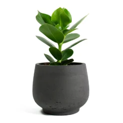 Clusia Rosea Princess - Autograph Tree -Outlet The Ever Sprout Store Clusia rosea Princess Autograph Tree Mini Pixie Plant Pot Black Washed 714a35cb 284a 4240 adfb c7a4919ff91d