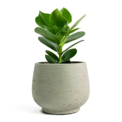 Clusia Rosea Princess - Autograph Tree -Outlet The Ever Sprout Store Clusia rosea Princess Autograph Tree Mini Pixie Plant Pot Grey Washed e8986a2c 7fe1 4a10 b159 7aa6fb7fac0d