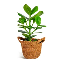 Clusia Rosea Princess - Autograph Tree -Outlet The Ever Sprout Store Clusia rosea Princess Autograph Tree nelis camel basket plant pot 3cfadbee f129 4fa9 87b5 ed50b31c7031