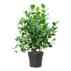 Clusia Rosea Princess - Autograph Tree -Outlet The Ever Sprout Store Clusia rosea Princess 34x110cm