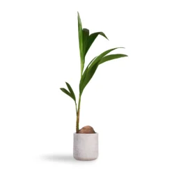 Angle Cylinder Plant Pot - White -Outlet The Ever Sprout Store Cocos nucifera Coconut Palm Tree 19x120cm Angle Cylinder Plant Pot White 24x24cm